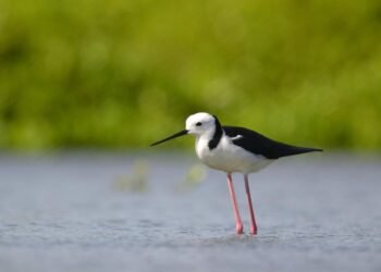 Burung Gagang Bayam